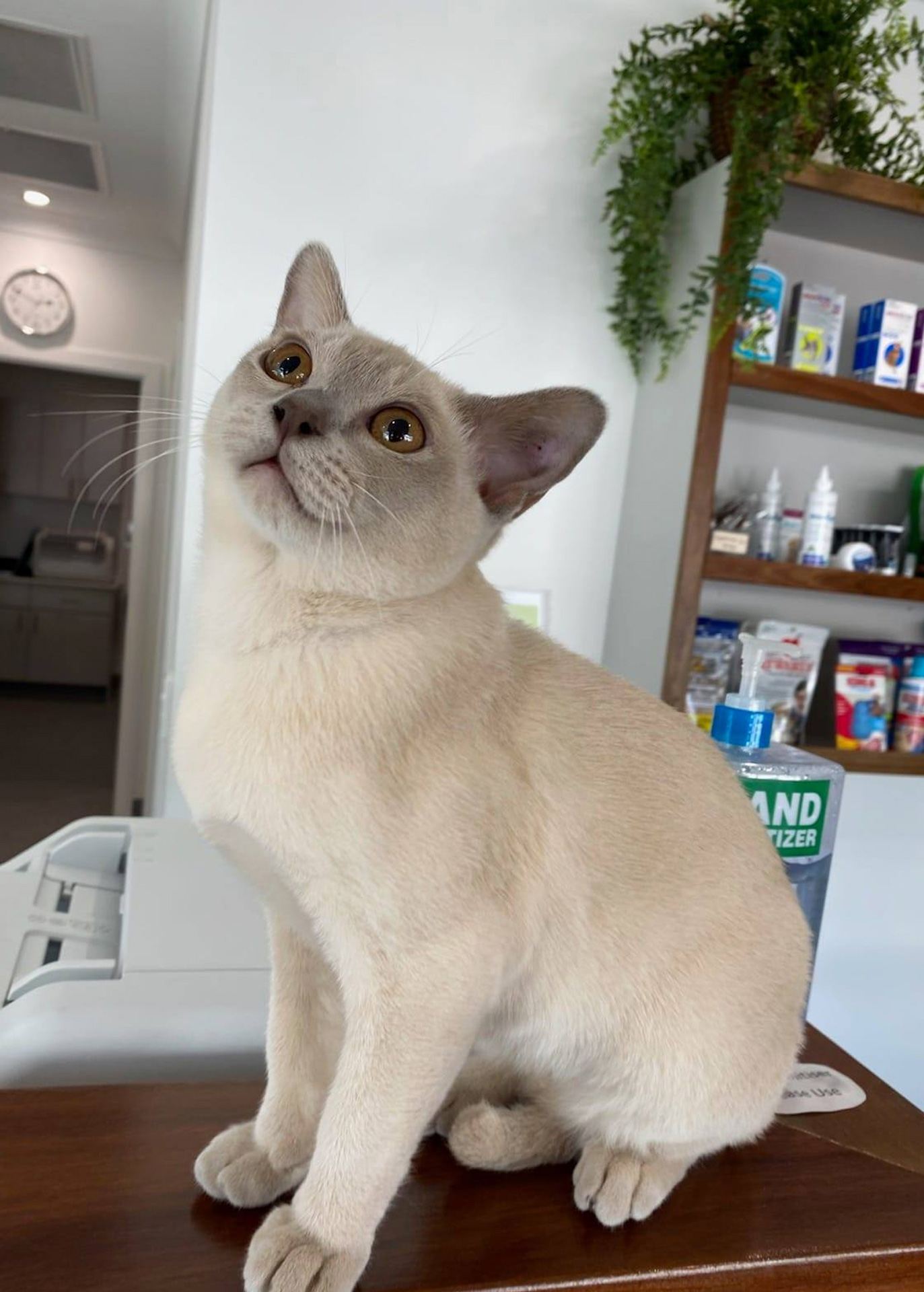 Terranora Vet Clinic - Pet Insurance Terranora Vet Clinic - Pet Wellbeing Services - Pet Insurance