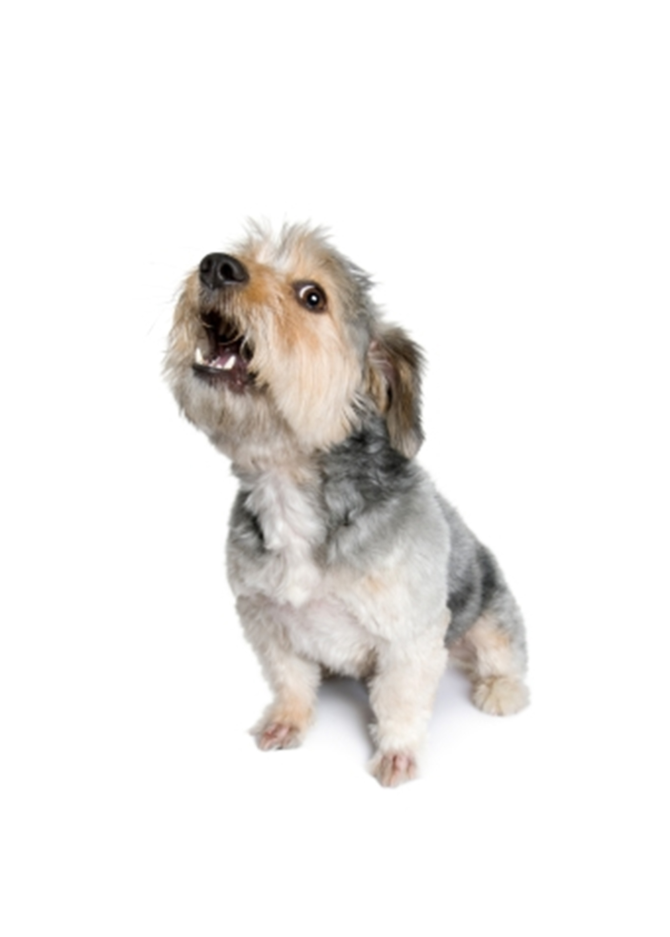 Terranora Vet Clinic - Barking 1373 Terranora Vet Clinic - Pet Wellbeing Services - Behavioural Advice