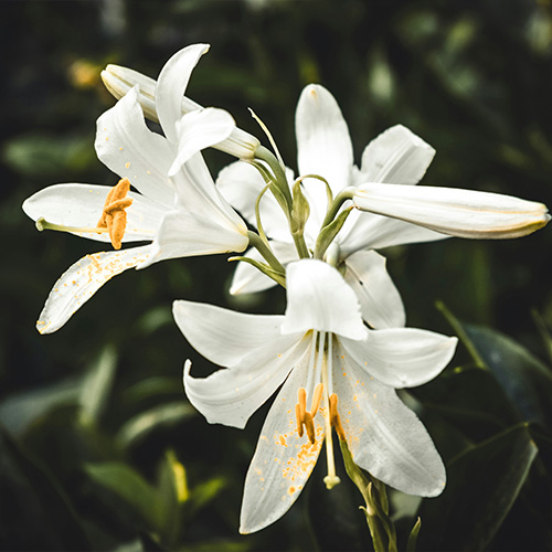 Poisons Information - Plants