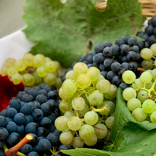 Grapes, Raisins, and Sultanas