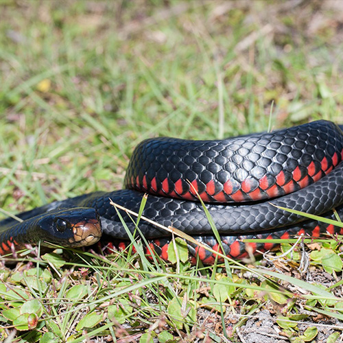 Poisons Information - Snakes