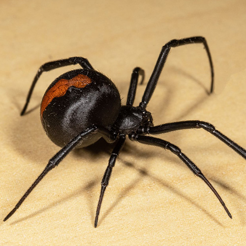 Poisons Information - Spiders