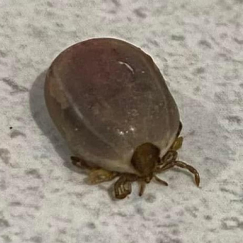 Poisons Information - Ticks