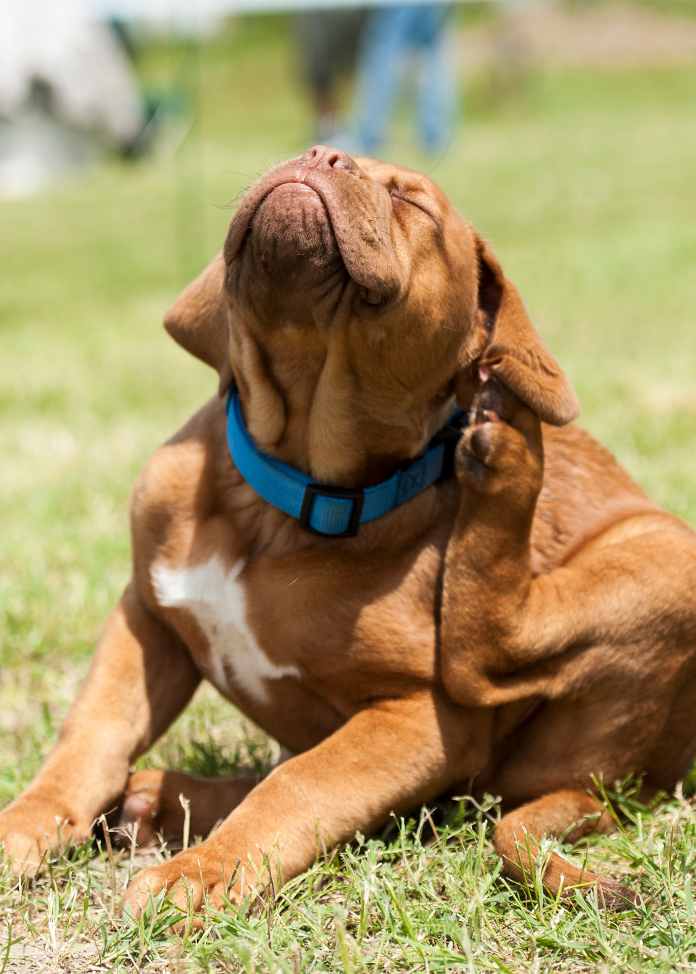 Terranora Vet Clinic - Scratch Terranora Vet Clinic - Allergies and Dermatology Care for Pets