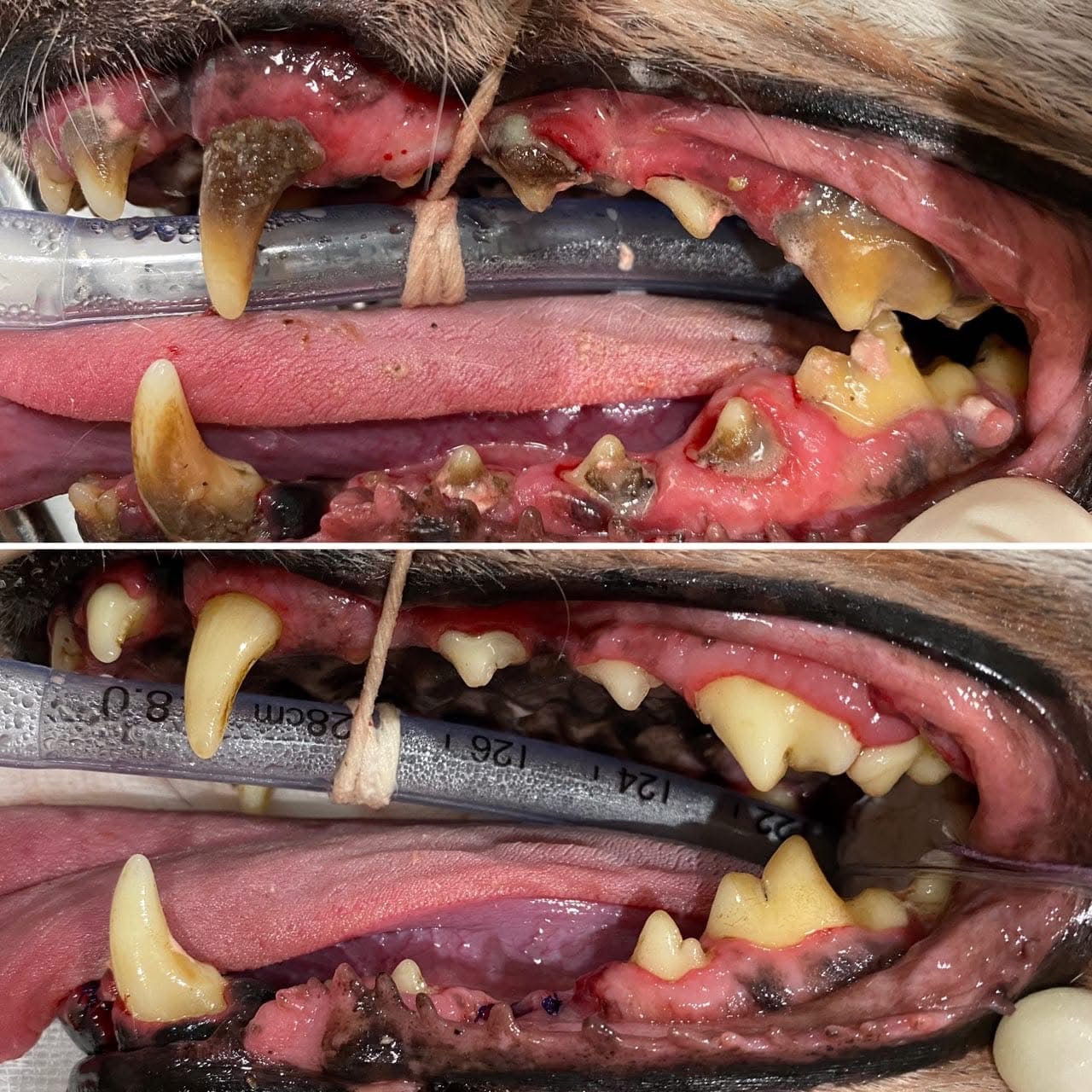 Terranora Vet - Dental Month - Before and After 02